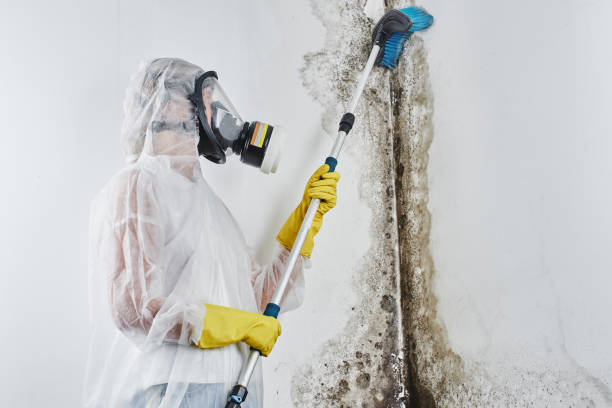 Best Mold Remediation for Specific Building Types in Clinton, IL
