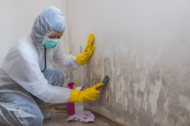 Best Attic Mold Remediation in Clinton, IL