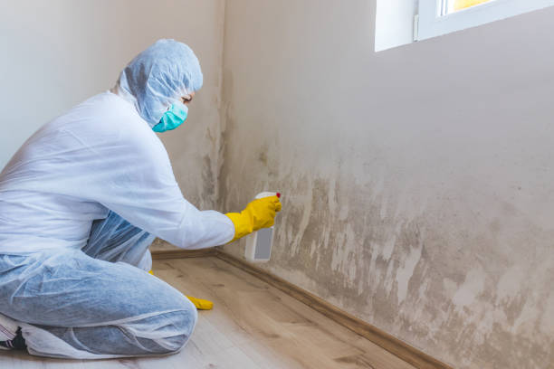 Best Residential Mold Remediation in Clinton, IL