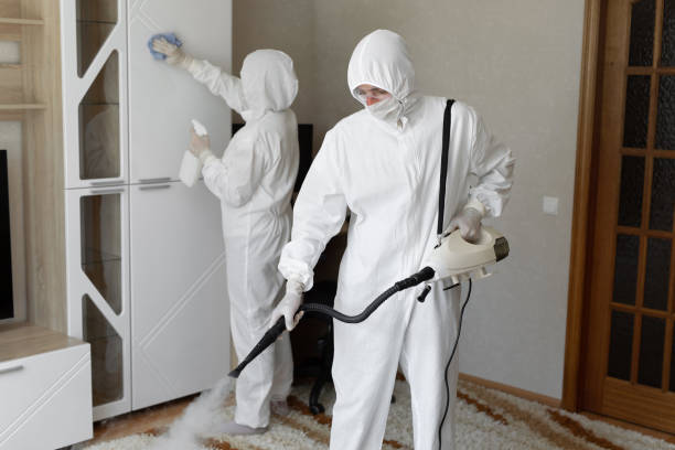 Best White Mold Remediation in Clinton, IL
