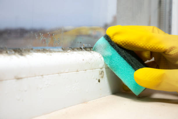 Best Emergency Mold Remediation in Clinton, IL