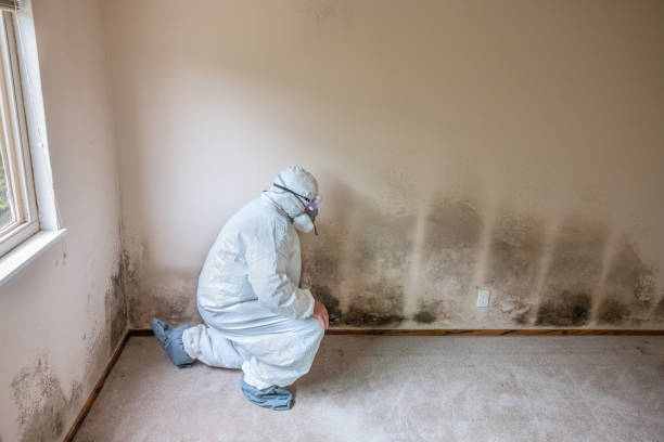 Best Preventive Mold Services in Clinton, IL