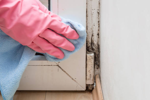 Professional Mold Remediation in Clinton, IL