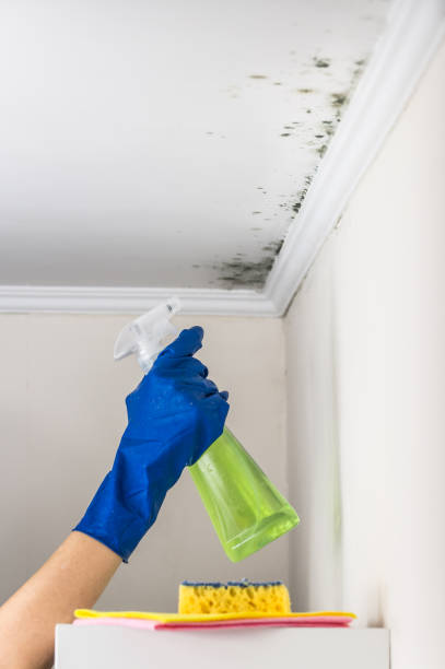 Best HVAC Mold Remediation in Clinton, IL
