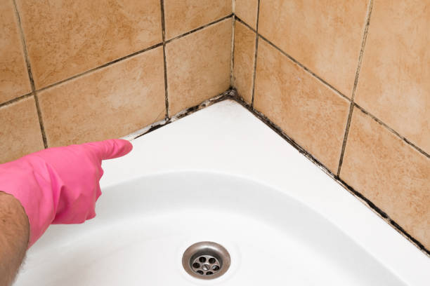 Best DIY Mold Remediation Support Services in Clinton, IL