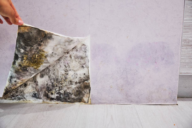 Best Mold Testing and Inspection Services in Clinton, IL